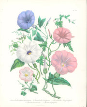 Load image into Gallery viewer, Loudon, Jane Wells  "Plate 76"