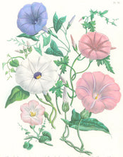 Load image into Gallery viewer, Loudon, Jane Wells  "Plate 76"