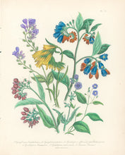 Load image into Gallery viewer, Loudon, Jane Wells  "Plate 77"