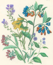 Load image into Gallery viewer, Loudon, Jane Wells  "Plate 77"