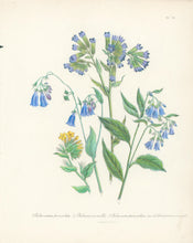 Load image into Gallery viewer, Loudon, Jane Wells  "Plate 78"