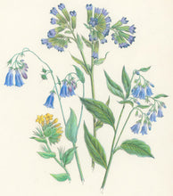 Load image into Gallery viewer, Loudon, Jane Wells  "Plate 78"