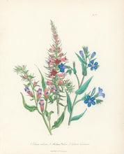 Load image into Gallery viewer, Loudon, Jane Wells  "Plate 79"