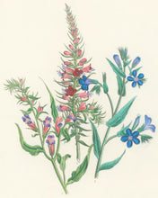 Load image into Gallery viewer, Loudon, Jane Wells  "Plate 79"