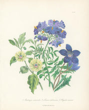 Load image into Gallery viewer, Loudon, Jane Wells  "Plate 80"