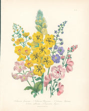 Load image into Gallery viewer, Loudon, Jane Wells  "Plate 81"