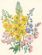 Load image into Gallery viewer, Loudon, Jane Wells  "Plate 81"