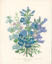 Load image into Gallery viewer, Loudon, Jane Wells  "Plate 85"