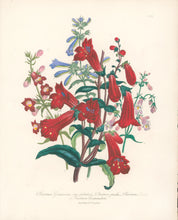 Load image into Gallery viewer, Loudon, Jane Wells  "Plate 86"