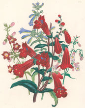 Load image into Gallery viewer, Loudon, Jane Wells  "Plate 86"