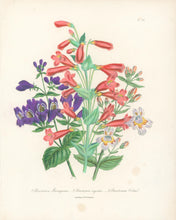 Load image into Gallery viewer, Loudon, Jane Wells  "Plate 87"