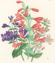 Load image into Gallery viewer, Loudon, Jane Wells  "Plate 87"