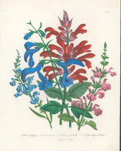 Load image into Gallery viewer, Loudon, Jane Wells  "Plate 89"
