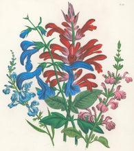 Load image into Gallery viewer, Loudon, Jane Wells  "Plate 89"