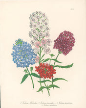 Load image into Gallery viewer, Loudon, Jane Wells  "Plate 91"