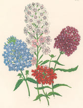 Load image into Gallery viewer, Loudon, Jane Wells  "Plate 91"