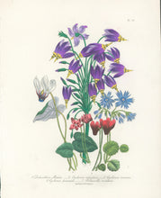 Load image into Gallery viewer, Loudon, Jane Wells  "Plate 92"