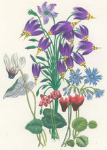 Load image into Gallery viewer, Loudon, Jane Wells  "Plate 92"