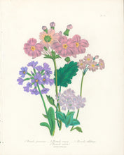 Load image into Gallery viewer, Loudon, Jane Wells  "Plate 93"