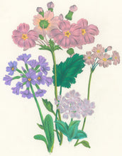 Load image into Gallery viewer, Loudon, Jane Wells  "Plate 93"