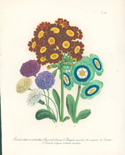 Load image into Gallery viewer, Loudon, Jane Wells  "Plate 94"
