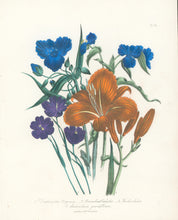 Load image into Gallery viewer, Loudon, Jane Wells  "Plate 96"