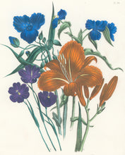 Load image into Gallery viewer, Loudon, Jane Wells  "Plate 96"