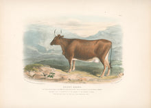 Load image into Gallery viewer, Nicholson, W.  “Kerry Breed.”