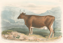 Load image into Gallery viewer, Nicholson, W.  “Kerry Breed.”