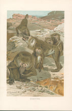 Load image into Gallery viewer, Kuhnert, W. “Baboons.” From Richard Lydekker’s "The New Natural History"