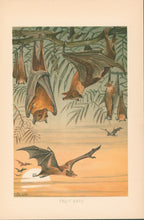 Load image into Gallery viewer, R.E.H. “Fruit-Bats.”  From Richard Lydekker’s &quot;The New Natural History&quot;
