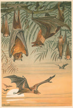 Load image into Gallery viewer, R.E.H. “Fruit-Bats.”  From Richard Lydekker’s &quot;The New Natural History&quot;
