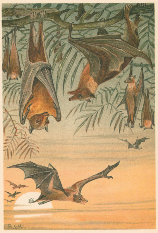 R.E.H. “Fruit-Bats.”  From Richard Lydekker’s 