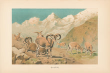 Load image into Gallery viewer, Smit, P.J. “Bharal.” From Richard Lydekker’s "The New Natural History"