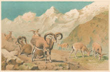 Load image into Gallery viewer, Smit, P.J. “Bharal.” From Richard Lydekker’s "The New Natural History"