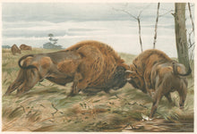 Load image into Gallery viewer, Kuhnert, W. “The European Bison.” From Richard Lydekker’s "The New Natural History"