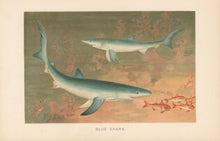 Load image into Gallery viewer, Smit, P.J. “Blue Shark.” From Richard Lydekker’s "The New Natural History"