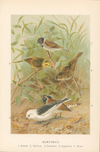 Load image into Gallery viewer, Smit, P.J.  “Buntings.”  From Richard Lydekker’s "The New Natural History"