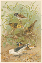 Load image into Gallery viewer, Smit, P.J.  “Buntings.”  From Richard Lydekker’s "The New Natural History"