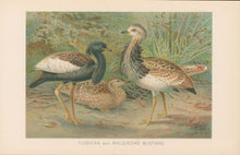 Load image into Gallery viewer, J.C.K. “Florican and MacQueen’s Bustard.” From Richard Lydekker’s "The New Natural History"