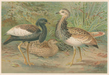 Load image into Gallery viewer, J.C.K.  “Florican and MacQueen’s Bustard.”  From Richard Lydekker’s &quot;The New Natural History&quot;
