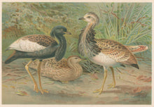 Load image into Gallery viewer, J.C.K. “Florican and MacQueen’s Bustard.” From Richard Lydekker’s "The New Natural History"
