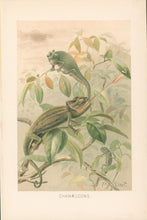 Load image into Gallery viewer, Smit, P.J.  “Chamaeleons.”  From Richard Lydekker’s "The New Natural History"
