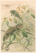 Load image into Gallery viewer, Smit, P.J.  “Chamaeleons.”  From Richard Lydekker’s "The New Natural History"