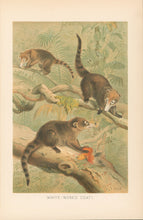 Load image into Gallery viewer, Smit, P.J. "White-Nosed Coati.” From Richard Lydekker’s "The New Natural History"