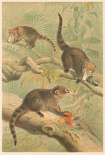 Load image into Gallery viewer, Smit, P.J. "White-Nosed Coati.” From Richard Lydekker’s "The New Natural History"
