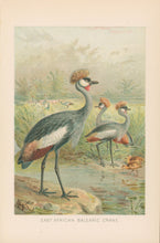 Load image into Gallery viewer, J.C.K. “East African Balearic Crane.” From Richard Lydekker’s "The New Natural History"