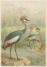 Load image into Gallery viewer, J.C.K. “East African Balearic Crane.” From Richard Lydekker’s "The New Natural History"