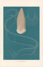 Load image into Gallery viewer, Etrold “Ctenophores.” From Richard Lydekker’s "The New Natural History"