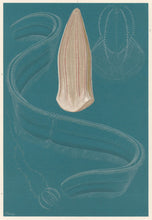 Load image into Gallery viewer, Etrold “Ctenophores.” From Richard Lydekker’s "The New Natural History"